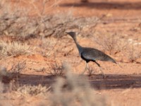 Buff-crested Bustard (Lophotis gindiana)