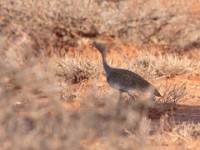 Buff-crested Bustard (Lophotis gindiana)