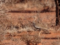 Buff-crested Bustard (Lophotis gindiana)