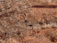 Buff-crested Bustard (Lophotis gindiana)