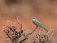 Somali Bee-eater (Merops revoilii)