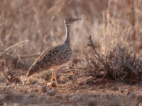 Little Brown Bustard (Eupodotis humilis)