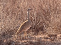 Little Brown Bustard (Eupodotis humilis)