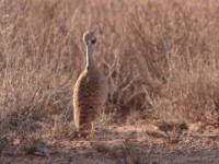 Little Brown Bustard (Eupodotis humilis)