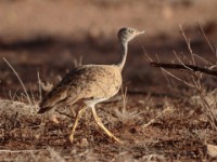 Little Brown Bustard (Eupodotis humilis)