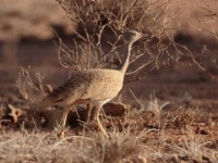 Little Brown Bustard (Eupodotis humilis)