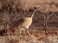 Little Brown Bustard (Eupodotis humilis)