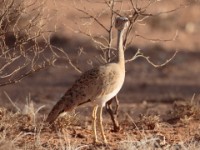 Little Brown Bustard (Eupodotis humilis)