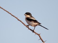 Somali Fiscal (Lanius somalicus)