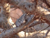 Keller’s Foam-nest Frog (Chiromantis kelleri)