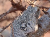 Keller’s Foam-nest Frog (Chiromantis kelleri)