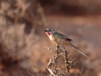 Rosy-patched Bushshrike (Telophorus cruentus hilgerti)