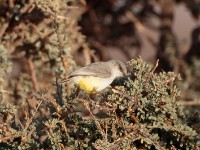 Yellow-bellied Eremomela (Eremomela icteropygialis griseoflava)