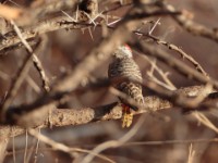 Cardinal Woodpecker (Dendropicos fuscescens hemprichii)