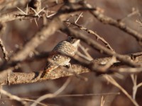 Cardinal Woodpecker (Dendropicos fuscescens hemprichii)