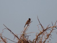 Dodson's Bulbul (Pycnonotus dodsoni)