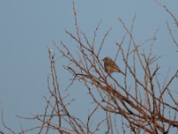 African Grey Flycatcher (Melaenornis microrhynchus pumilus)