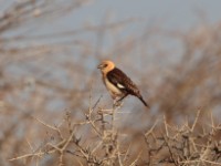 White-headed Buffalo Weaver (Dinemellia dinemelli dinemelli)