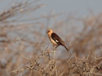 White-headed Buffalo Weaver (Dinemellia dinemelli dinemelli)