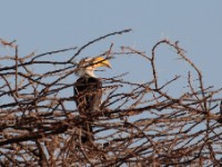 Eastern Yellow-billed Hornbill (Tockus flavirostris)