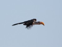 Eastern Yellow-billed Hornbill (Tockus flavirostris)