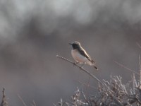 Pied Wheatear (Oenanthe pleschanka)