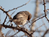 African Grey Flycatcher (Melaenornis microrhynchus pumilus)