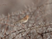 Gillett's Lark (Mirafra gilletti gilletti)