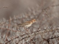 Gillett's Lark (Mirafra gilletti gilletti)