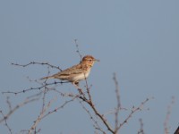 Gillett's Lark (Mirafra gilletti gilletti)