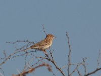 Gillett's Lark (Mirafra gilletti gilletti)