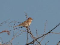 Gillett's Lark (Mirafra gilletti gilletti)