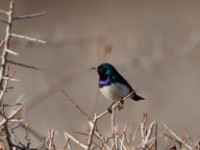 Variable Sunbird (Cinnyris venustus albiventris)