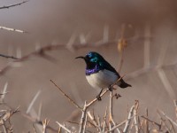 Variable Sunbird (Cinnyris venustus albiventris)