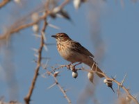 Gillett's Lark (Mirafra gilletti gilletti)