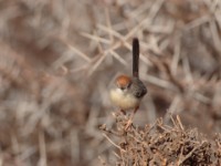 Red-fronted Warbler (Urorhipis rufifrons smithi)
