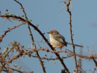 Red-fronted Warbler (Urorhipis rufifrons smithi)