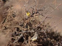 Yellow-bellied Eremomela (Eremomela icteropygialis griseoflava)