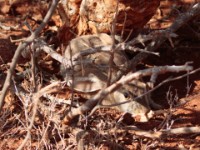 Abyssinian Hare (Lepus habessinicus)