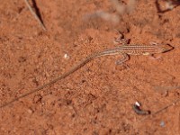 Brenner's Racerunner (Pseuderemias brenneri)