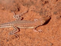 Brenner's Racerunner (Pseuderemias brenneri)