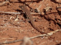 Speke’s Sand Lizard (Heliobolus spekii)