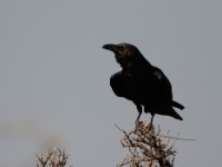 Somali Crow (Corvus edithae)