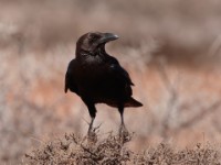 Somali Crow (Corvus edithae)