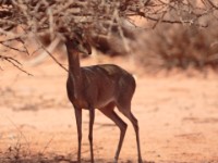 Guenther’s Dik-dik (Madoqua guentheri smithii)