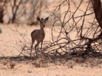 Guenther’s Dik-dik (Madoqua guentheri smithii)