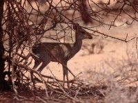 Guenther’s Dik-dik (Madoqua guentheri smithii)