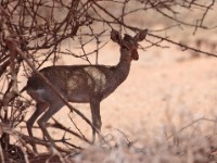 Guenther’s Dik-dik (Madoqua guentheri smithii)