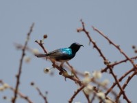 Variable Sunbird (Cinnyris venustus albiventris)