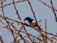 Variable Sunbird (Cinnyris venustus albiventris)